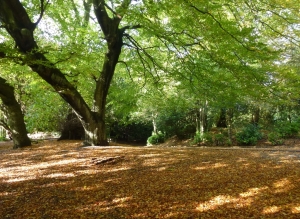 autumn trees and leaves saltwell park north east england